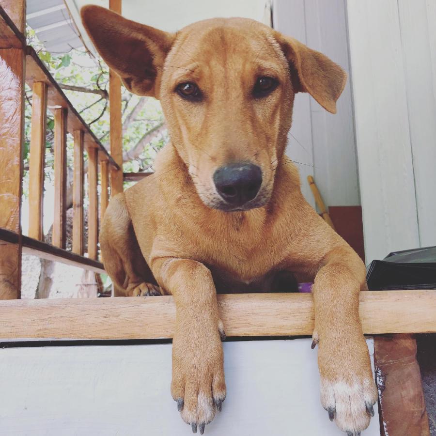 Sunflower Guesthouse And Animal Rescue - Koh Lipe Exterior foto