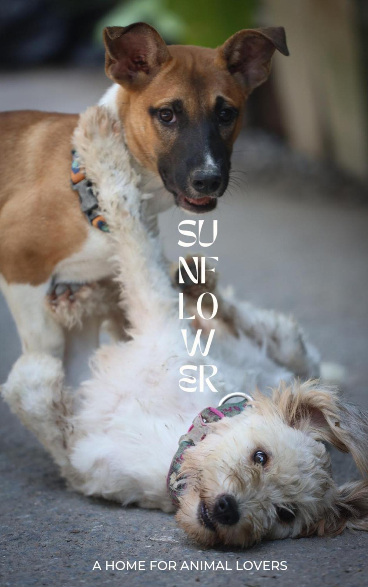 Sunflower Guesthouse And Animal Rescue - Koh Lipe Exterior foto
