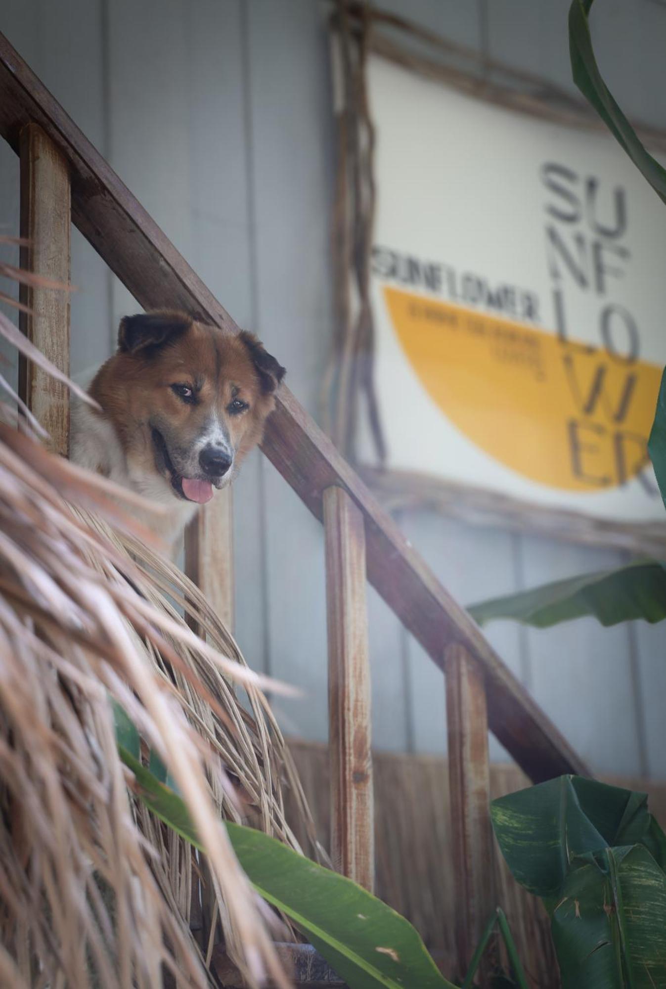 Sunflower Guesthouse And Animal Rescue - Koh Lipe Exterior foto
