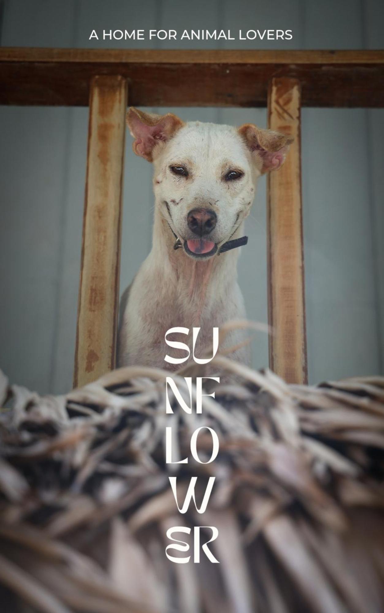 Sunflower Guesthouse And Animal Rescue - Koh Lipe Exterior foto