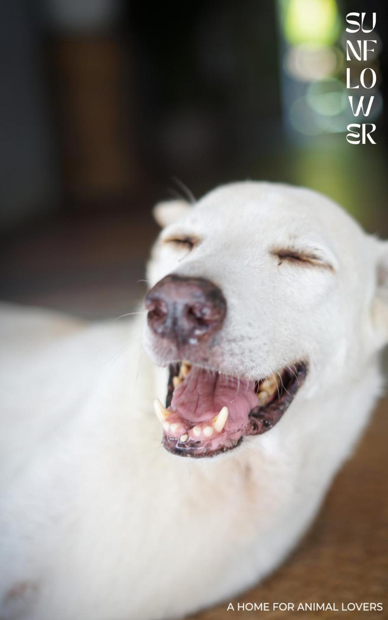Sunflower Guesthouse And Animal Rescue - Koh Lipe Exterior foto